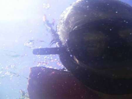 Buceo Con Tiburones en Republica Dominicana